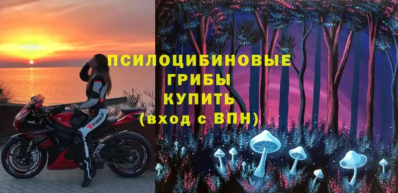 Псилоцибиновые грибы Psilocybe  Канаш 